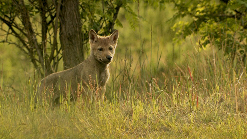 Erst 6 Wochen alt - und schon allein unterwegs! Ein Wolfswelpe im Biosphärenreservat Oberlausitzer Heide- und Teichlandschaft.